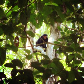 A black spider monkey watching me from the canopy
