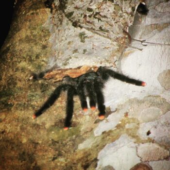 A tarantula guarding its perfectly camouflaged home