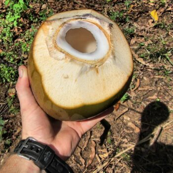 Enjoying some fresh coconut water