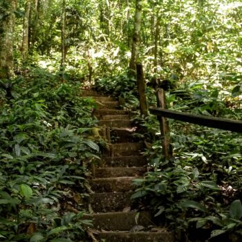 Jungle stairway