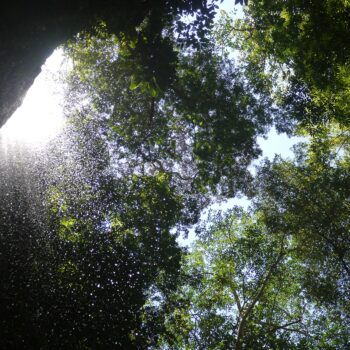 Looking up at the jungle canopy
