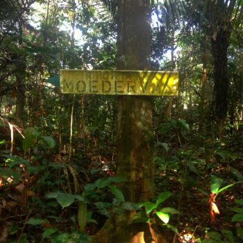 Some sign in the rainforest