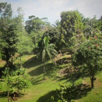 Garden of a jungle resort